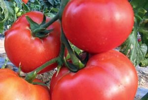 Egenskaber og beskrivelse af tomatsorten King of large