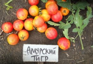 Egenskaber og beskrivelse af Amur tiger tomatsorten