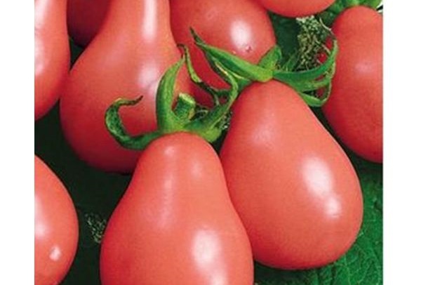 Aussehen der Tomate Birnenrosa