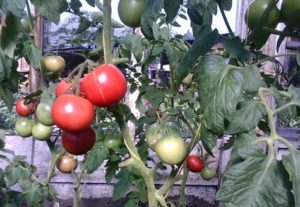Características y descripción de la variedad de tomate Puzatiki.