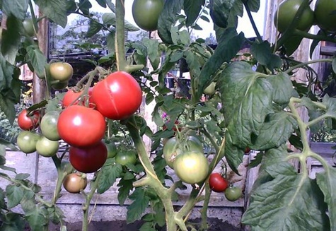 Tomatenkartoffeln im Garten