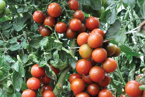 les buissons de tomates Kish mish