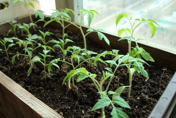 plants de tomates sur le balcon