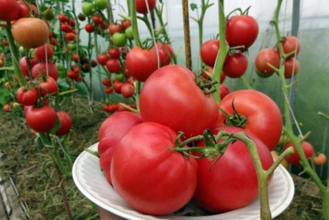 arbustos de tomate Frambuesa atardecer