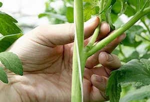 Hur man knipar tomater i det öppna fältet och i växthuset