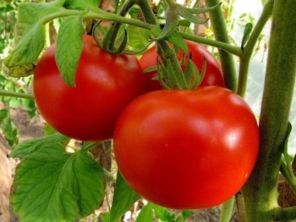 pomidorų krūmai Marfushechka Darling