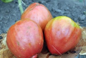 Beskrivelse og karakteristika for liana-sorter af tomater