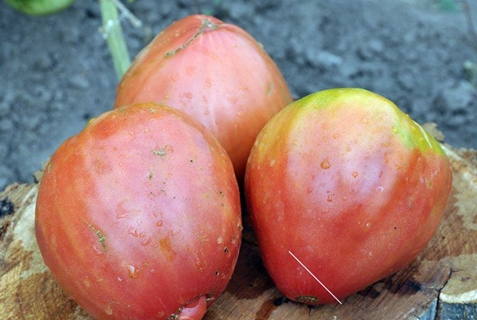 variedad de tomate liana africana