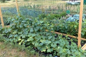 The best varieties of cucumbers for open ground in the middle lane and the timing of their planting