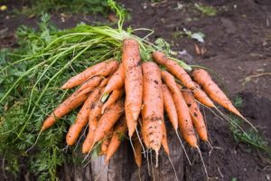 Τι να κάνετε εάν τα καρότα δεν έχουν ξεσπάσει, πώς να επιταχύνετε γρήγορα τη βλάστηση