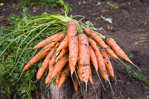 thu hoạch cà rốt