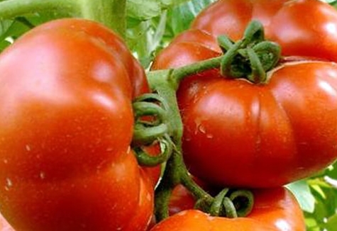 Tomatenbüsche Paradiesgenuss