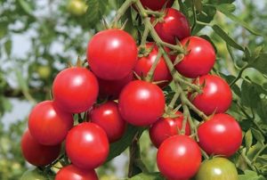 Shalun-tomaattilajikkeen ominaisuudet ja kuvaus, sen sato