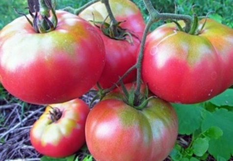 pomidorų krūmai supergiant rožinė f1