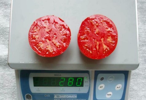 Waga pomidora Bella Rosa