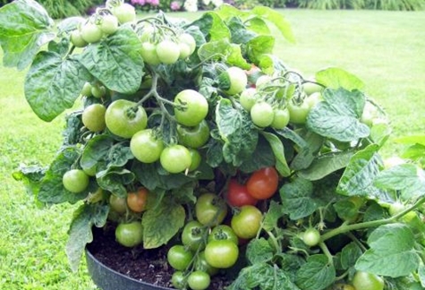 tomato bushes Minibel