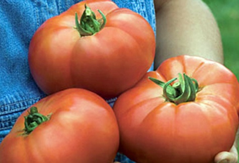 Pomidorai jautienos rausvas brendis rankose
