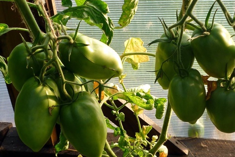 Tomatenprinzessin in einem Gewächshaus