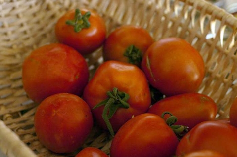 olízať paradajky v koši
