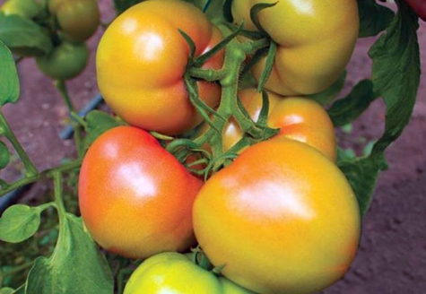 kibo de tomate amarillo
