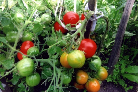 Moskou vroeg rijpende tomaten in het open veld