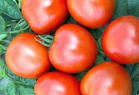 verschijning van tomaat ver naar het noorden