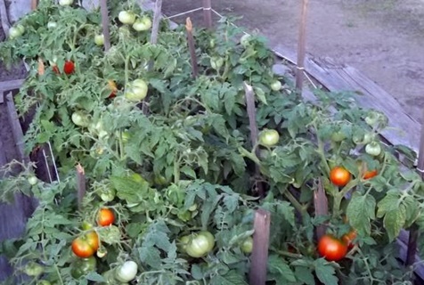 tomaat ver naar het noorden in het open veld
