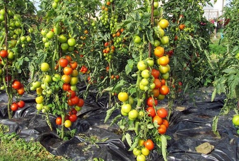 krásne paradajky v záhrade