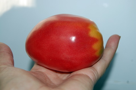 the appearance of the tomato Grandma's pride
