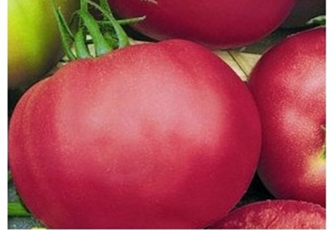 paradajkovo ružový gélový vzhľad