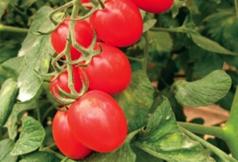 tomaatin Katenka ulkonäkö