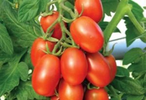 Descripción y características de la variedad de tomate Katenka F1.