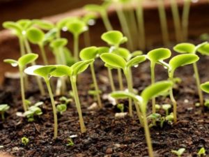 Com germinar adequadament les llavors de tomàquet abans de plantar