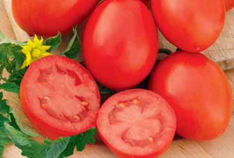 pomidorų marusya išvaizda