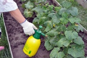 What fertilizers and how to carry out foliar feeding of cucumbers