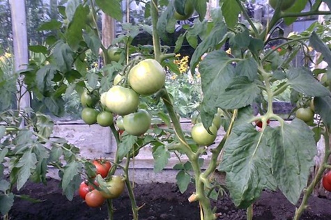 Tomatenbüsche Dickbauch