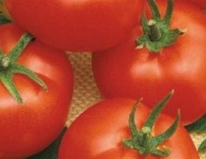 Iceberg domates çeşidinin tanımı ve özellikleri