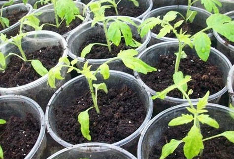 yellow seedlings in a pot