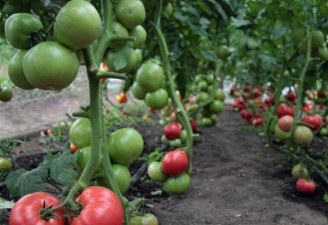 Kibo-Tomate im Garten