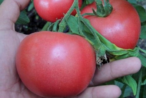 tomates de gel rosa en campo abierto