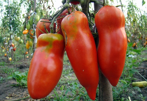 paradajka Scarlet mustang na otvorenom poli