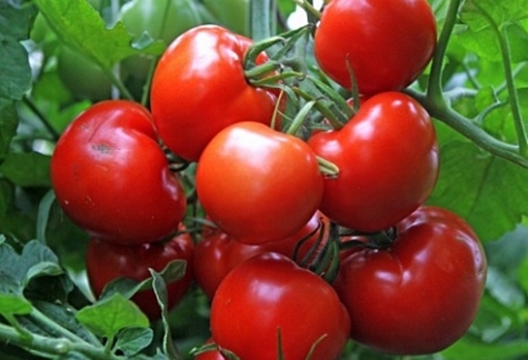 Tomatenbüsche Schneemann f1