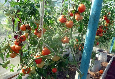 zbiory pomidorów