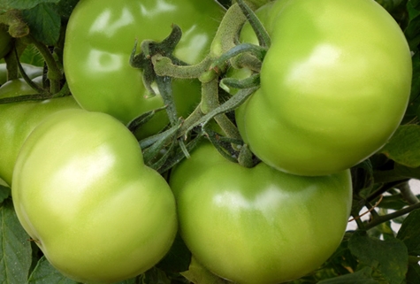 arbustos de tomate kibo