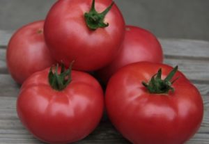 Kibo-tomaattilajikkeen ominaisuudet ja kuvaus, sen sato
