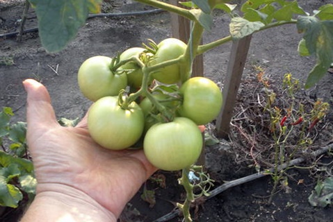 früh reifende Moskauer Tomate auf freiem Feld