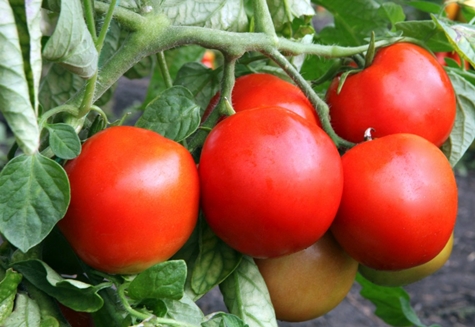 pomidor Snowman f1 w ogrodzie