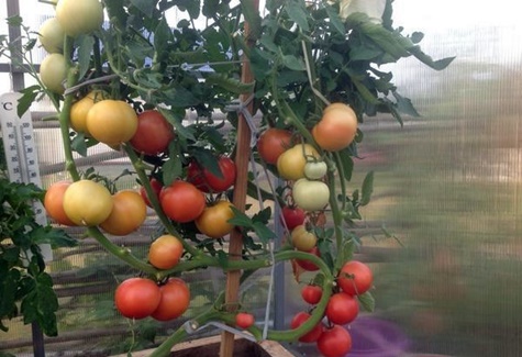 tomaat Frambozenzonsondergang in de tuin