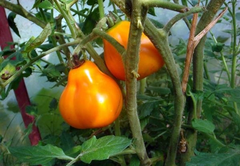 pomidorų krūmai Triufelis geltonas