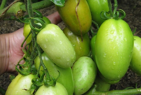 hype žalieji pomidorai